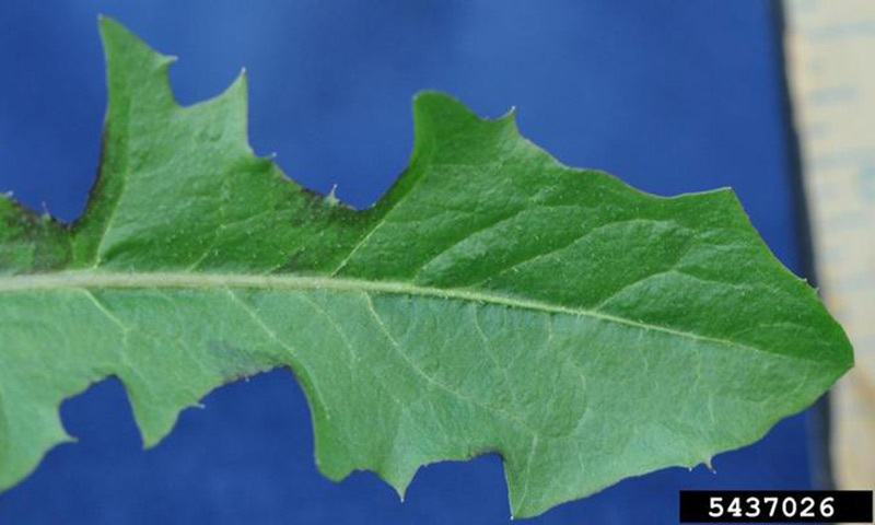 dandelion-foliage