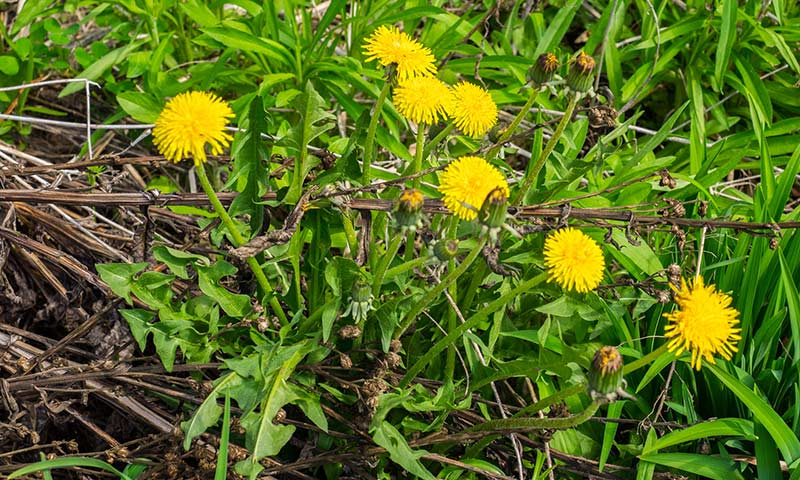 dandelion-plant