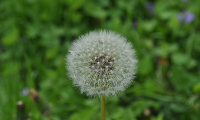 dandelion-seed-head