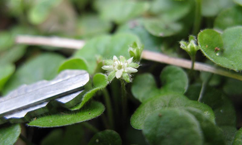 dichondra-flower