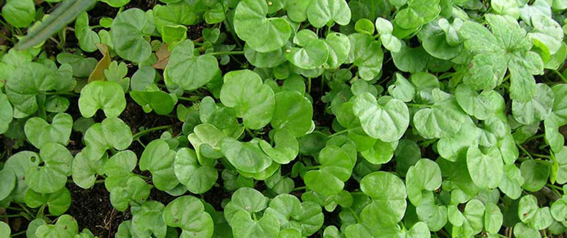 dichondra