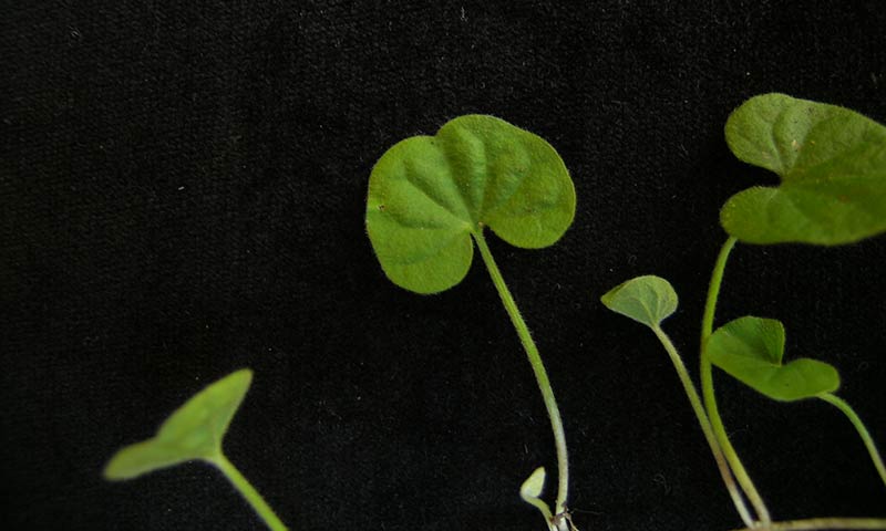 dichondra-leaves