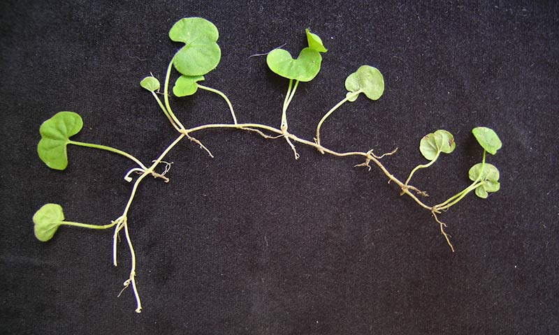 dichondra-long-stem