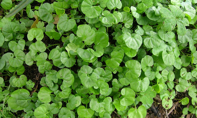 dichondra-patch