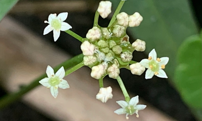 dollarweed-flower