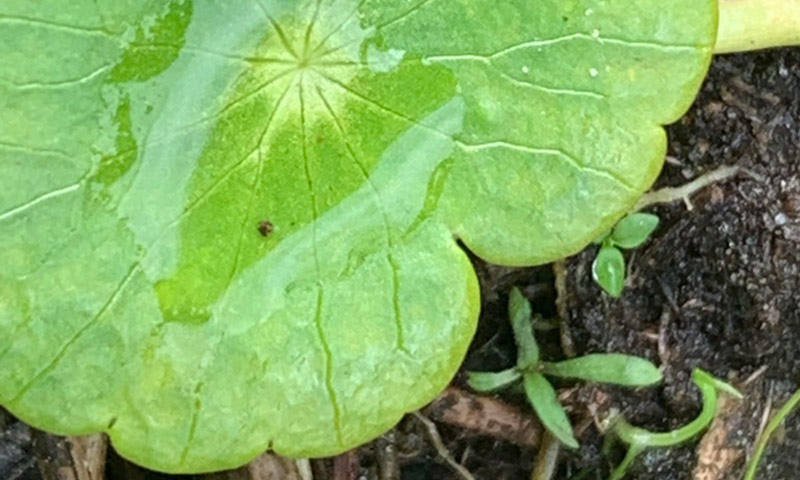dollarwood-leaves