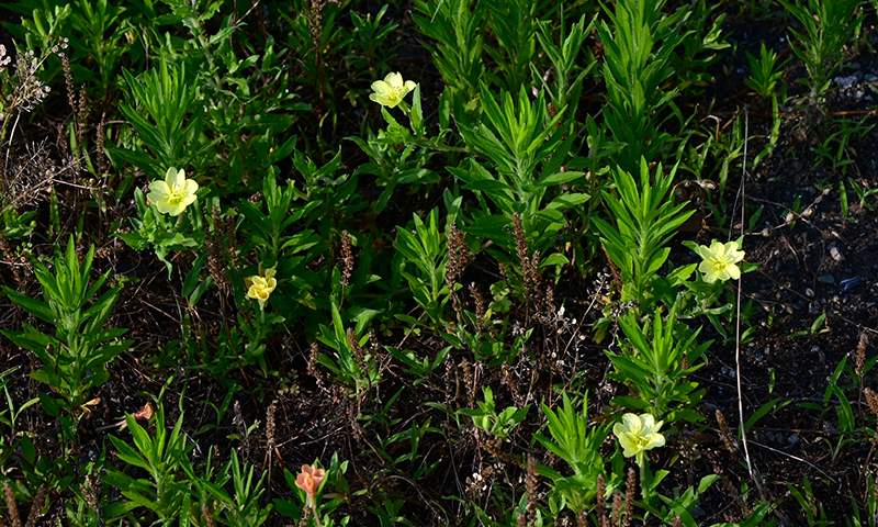 cutleaf evening primrose growing tall