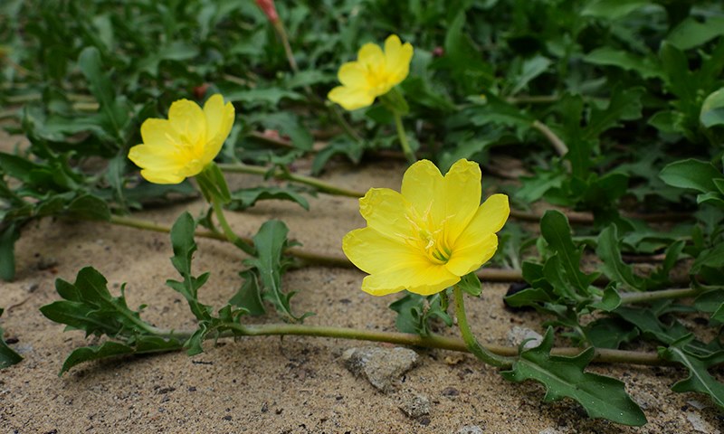 evening primrose flower and stems