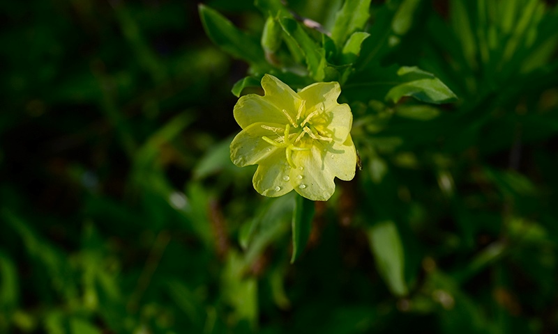evening primrose flower closeup
