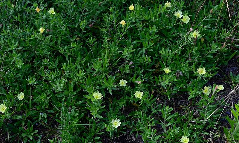 evening primrose 