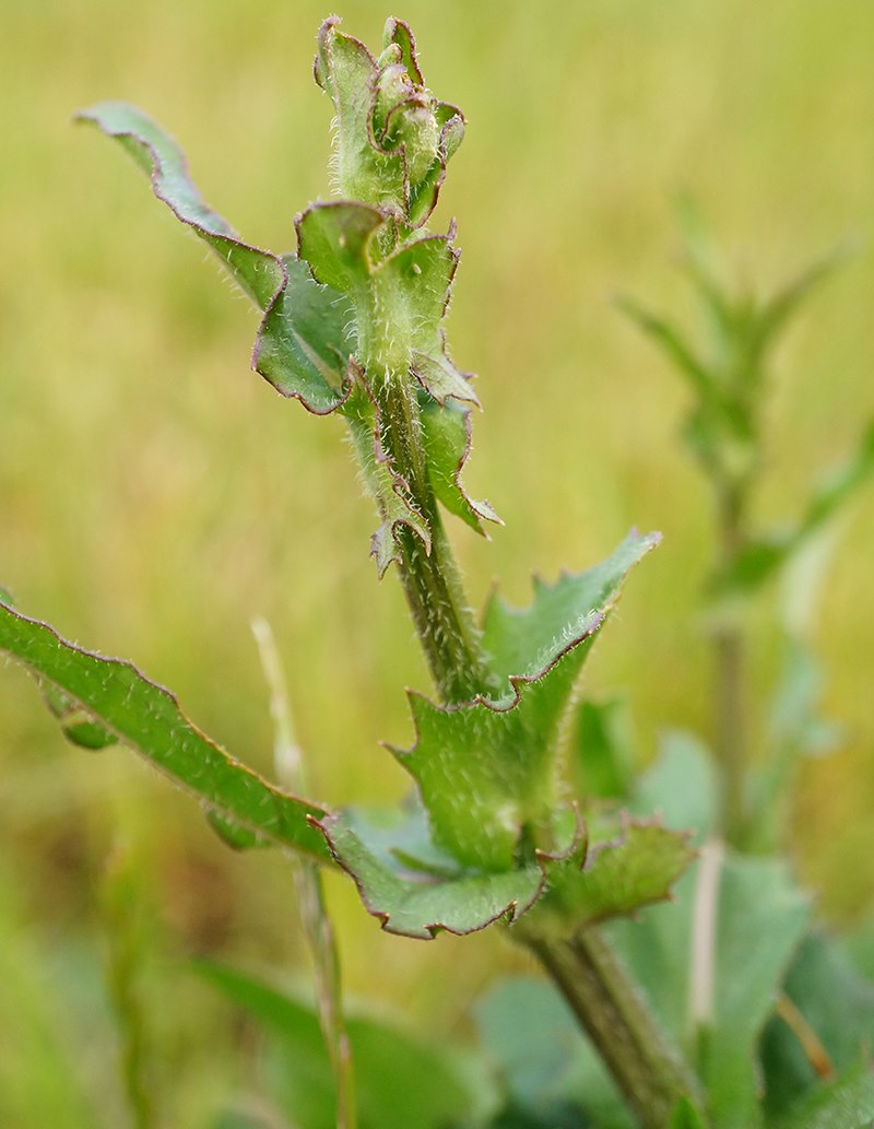 evening primrose stems closeup