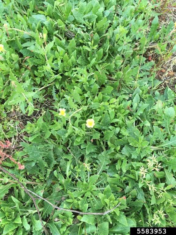 patch of cutleaf evening primrose