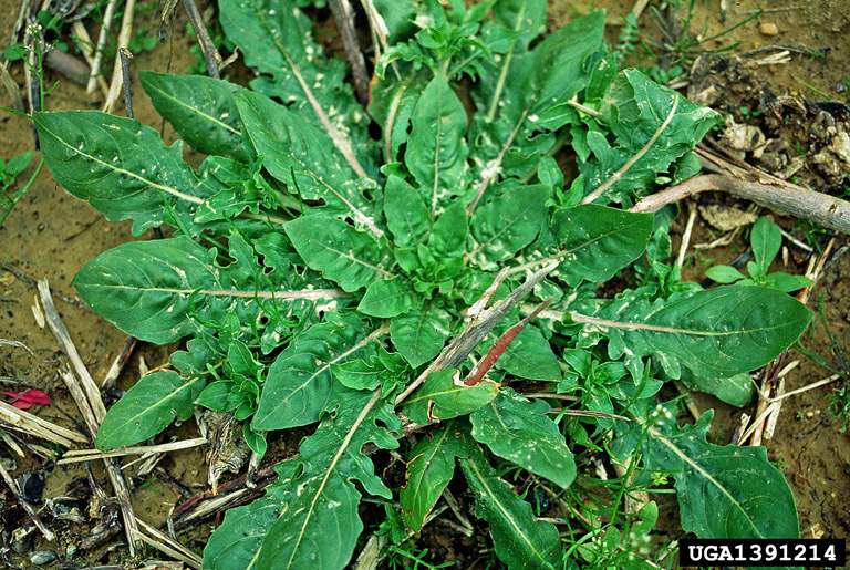 younger rosette shaped cutleaf evening primrose