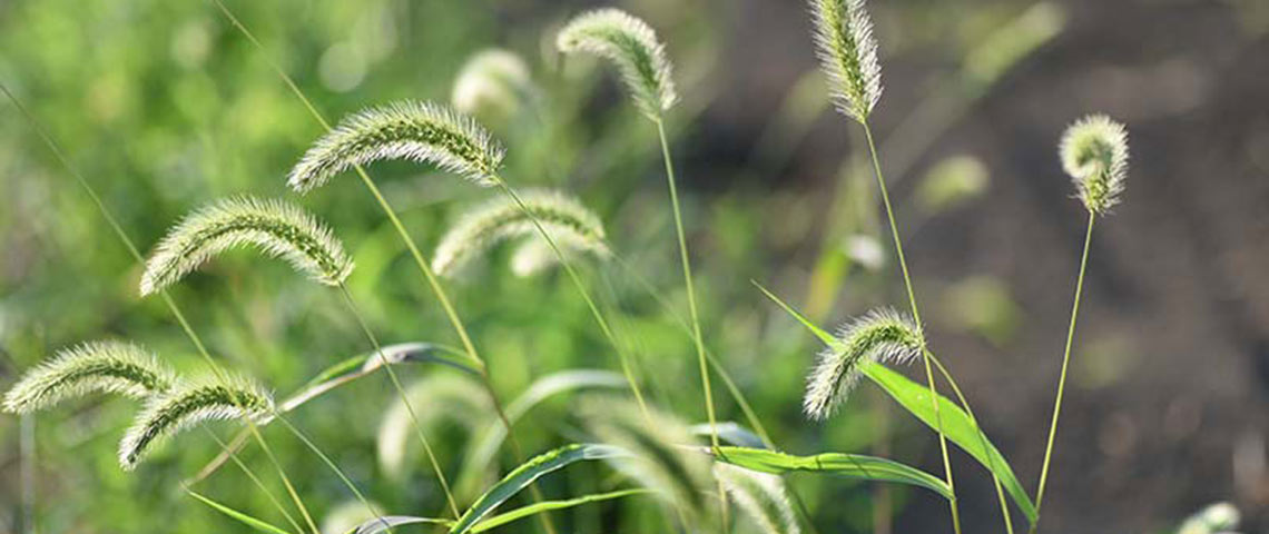 foxtail grass identification