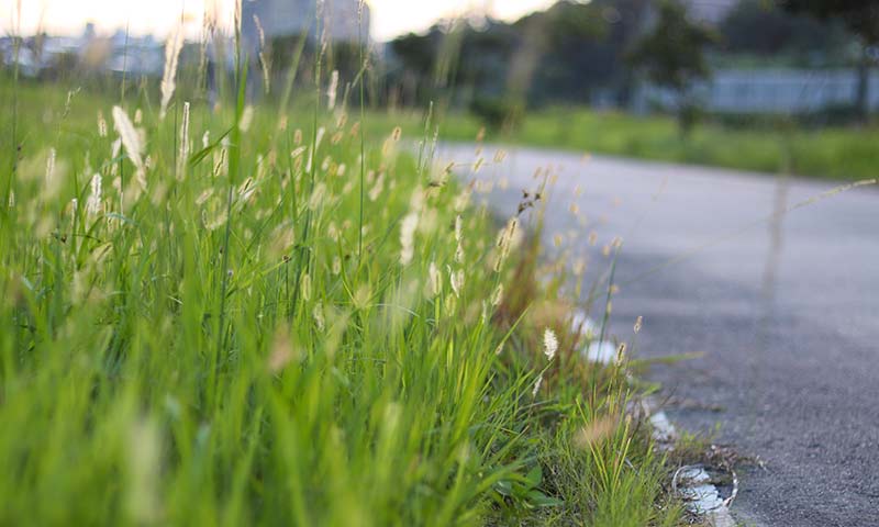 foxtail-on-curb