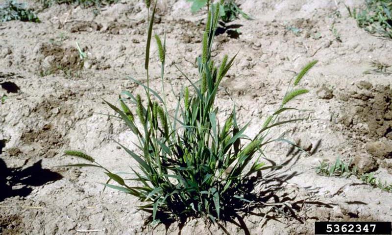 foxtail-patch