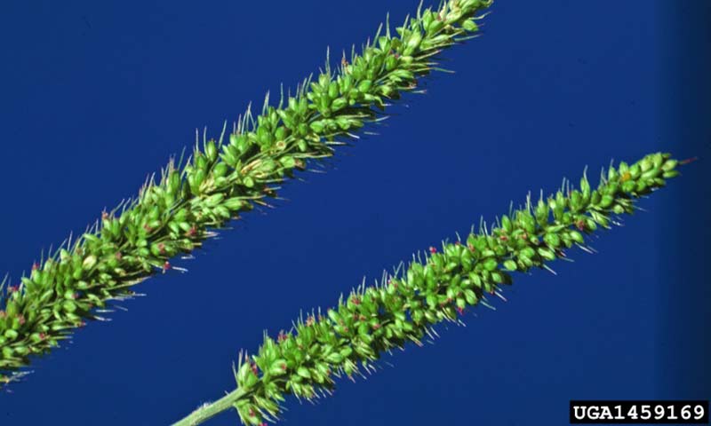 foxtail-seed-head