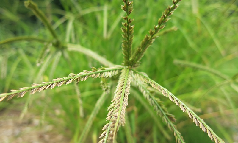 goosegrass flowerhead closeup