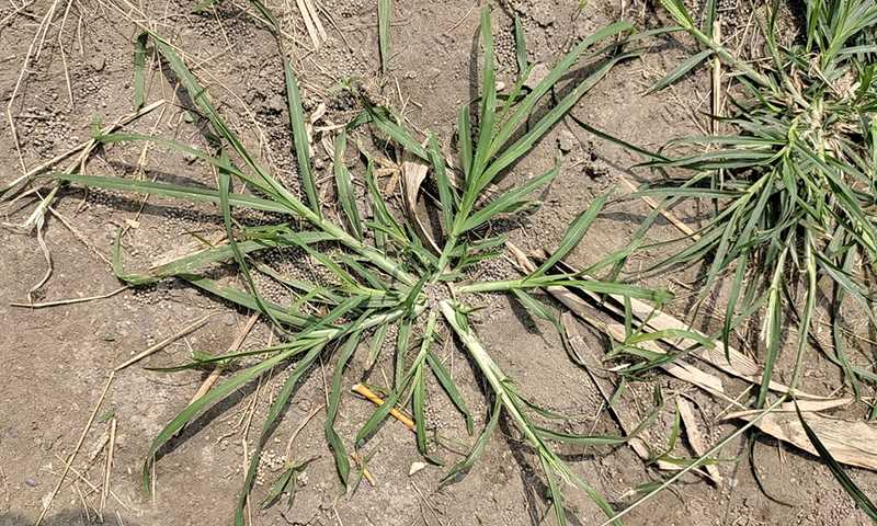goosegrass plant with white stems