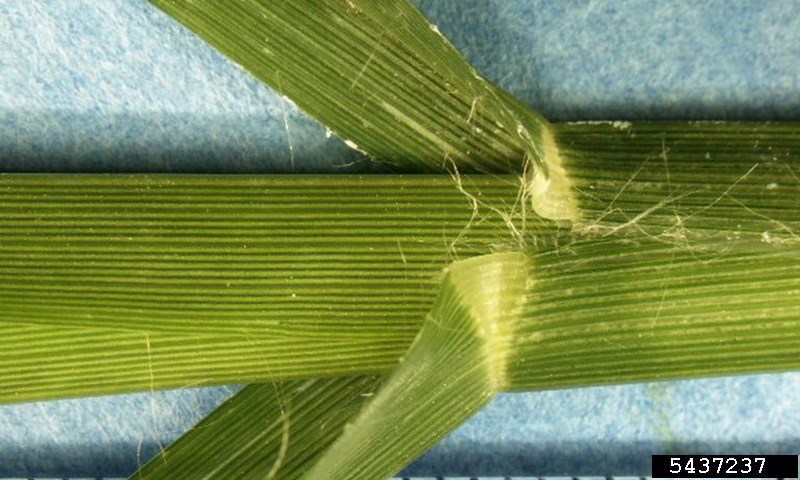goosegrass bud stem closeup