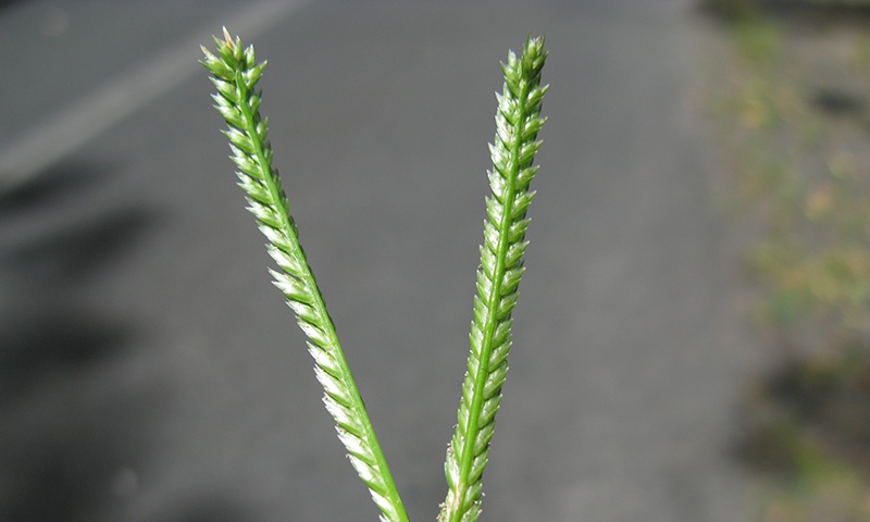 goosegrass flowerhead closeup