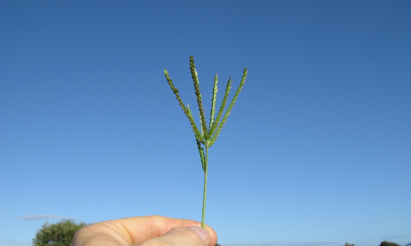 goosegrass flowerhead