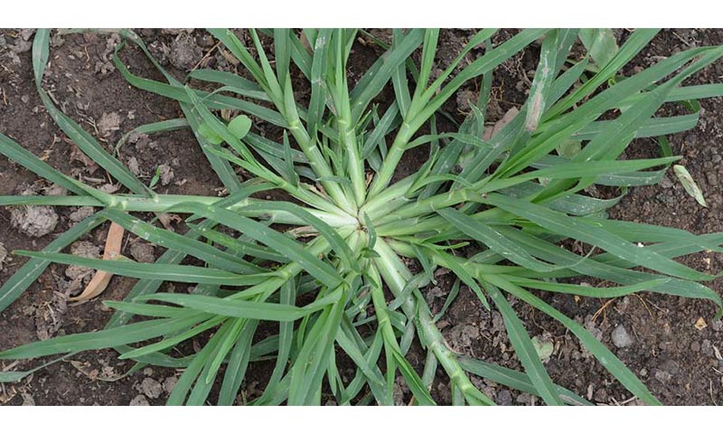 goosegrass
