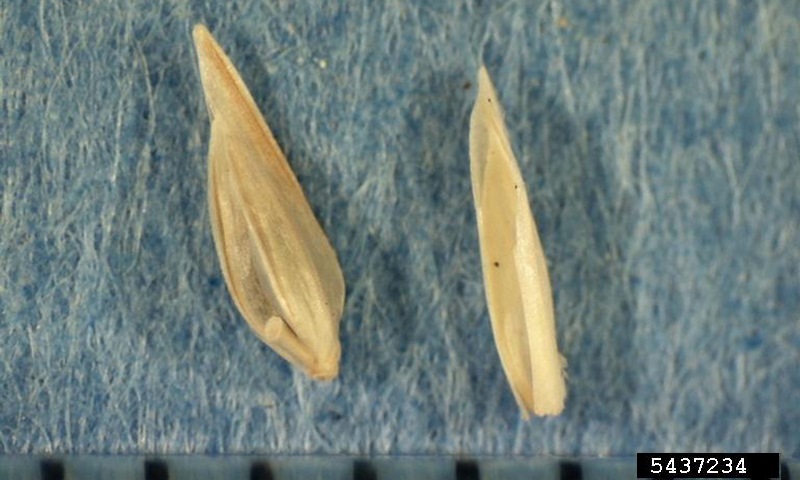 goosegrass seeds