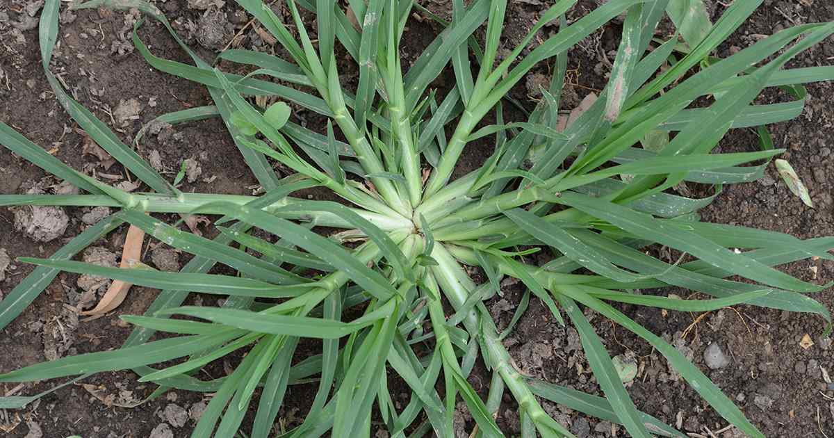goosegrass