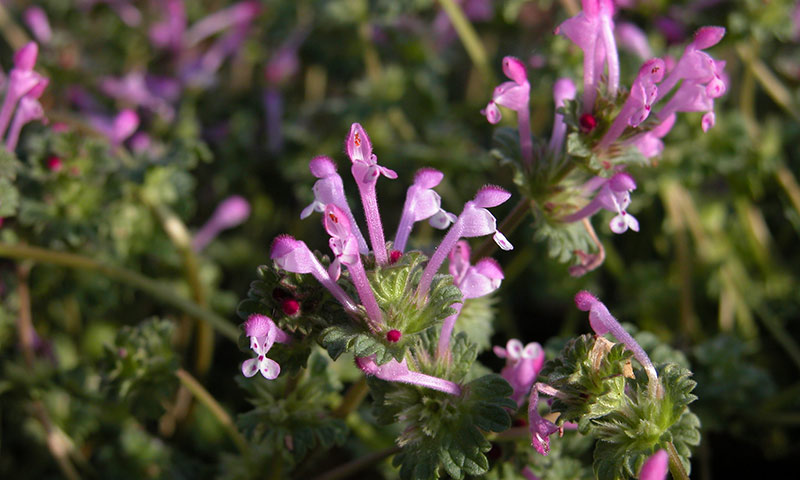 henbit-flower-close-up
