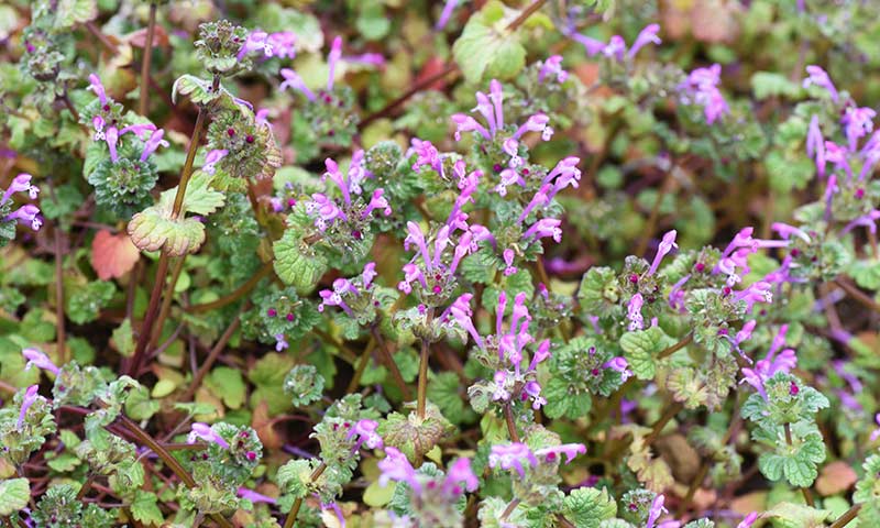 henbit-flower