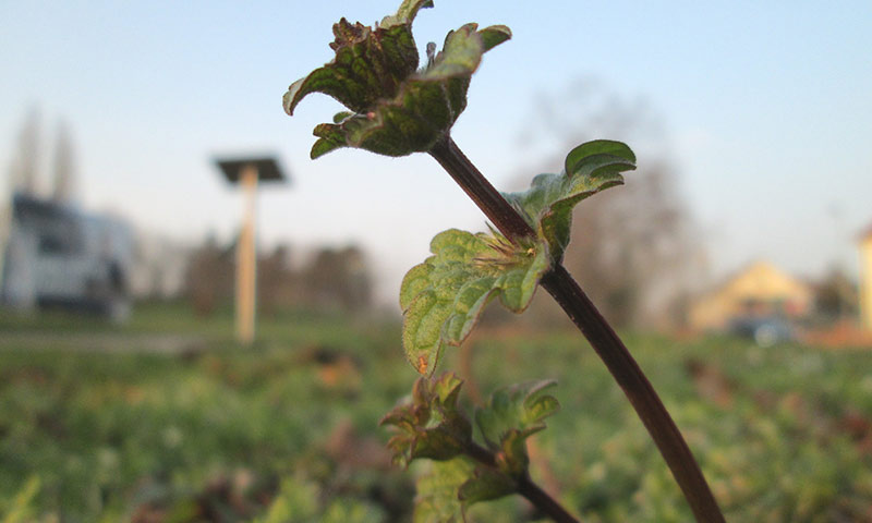 henbit-leaves