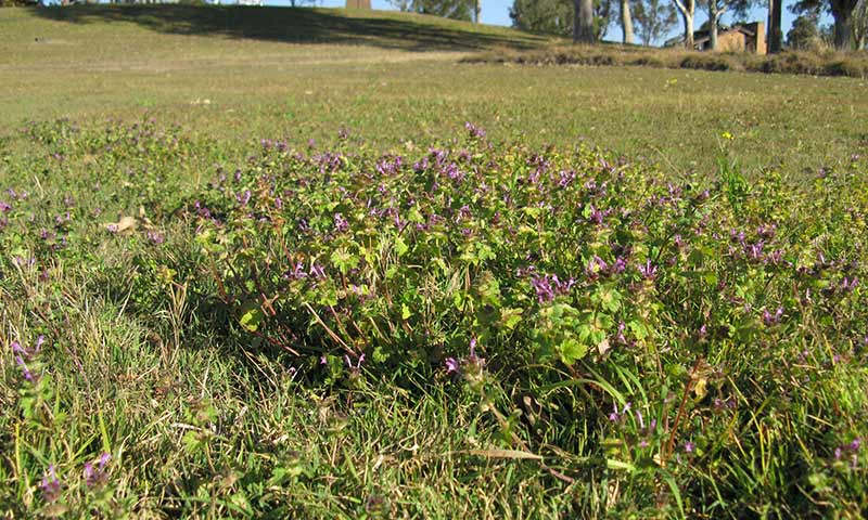 henbit-patch-on-grass