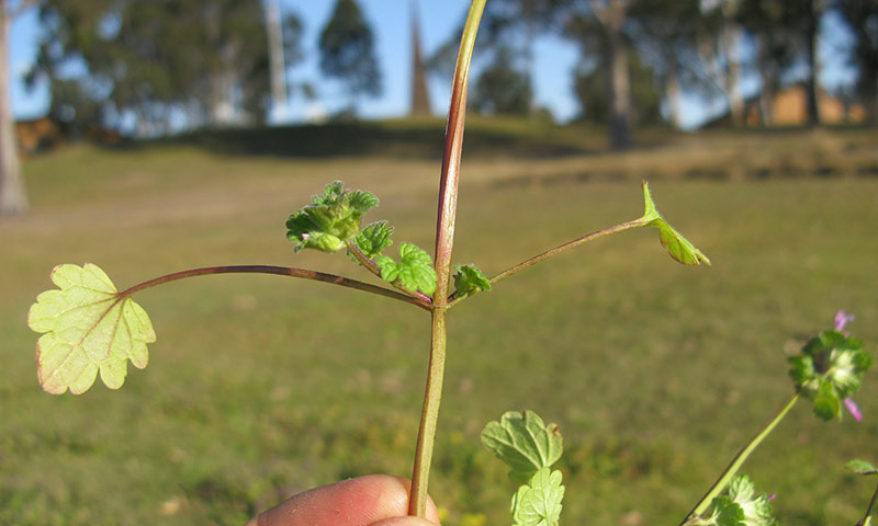 henbit-petioled-leaves