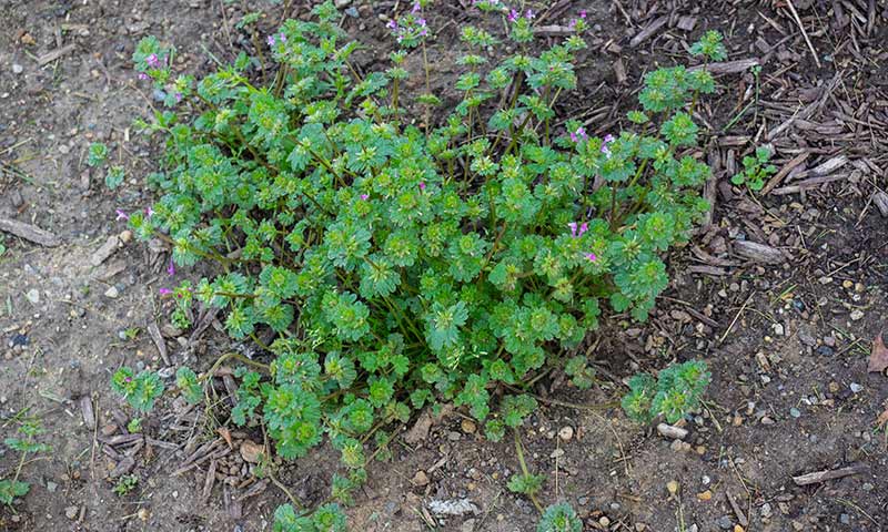 henbit-plant