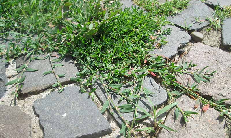 knotweed-on-pavers