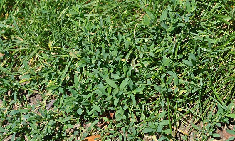 knotweed-patch