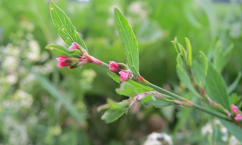 knotweed-pink-flowers