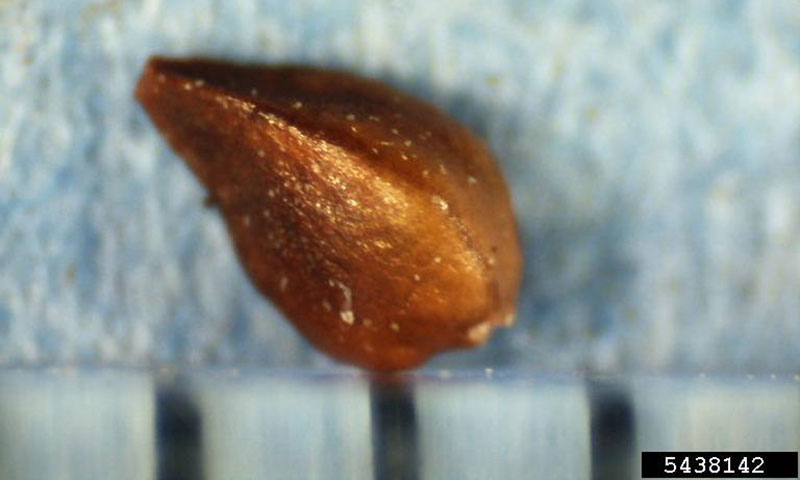 knotweed-seed