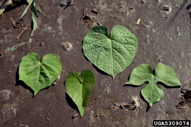 leaves of different morning glory species