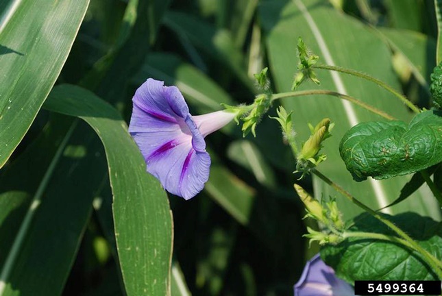 morning glory blue flower closeup