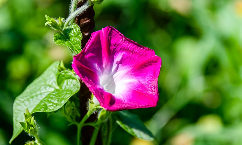 morning glory pink flower closeup