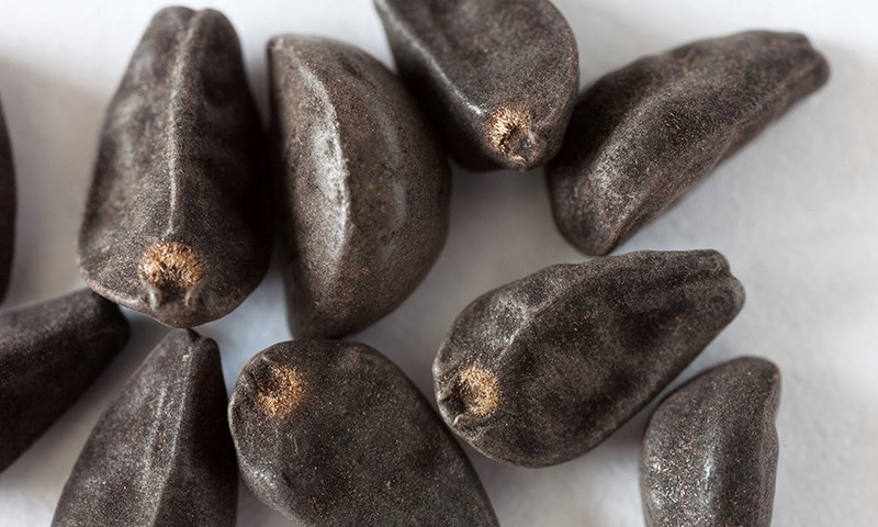 morning glory seeds closeup