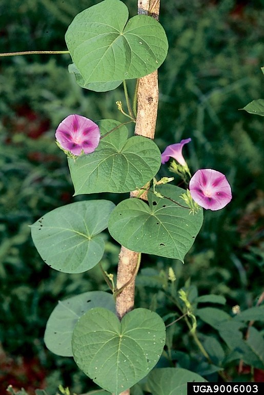 morning glory vine