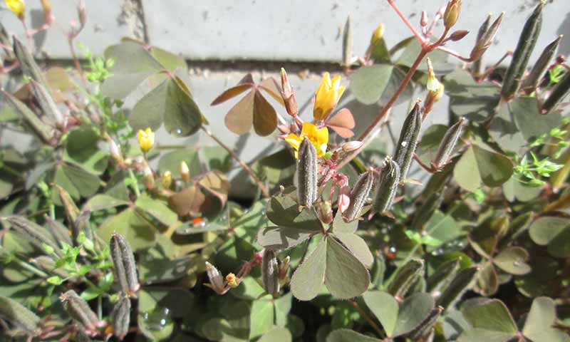 oxalis-creeping