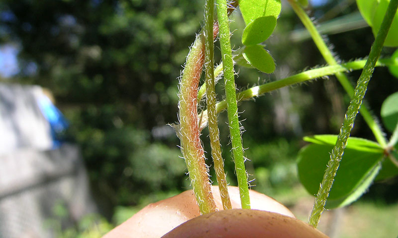 oxalis-hairy-stems