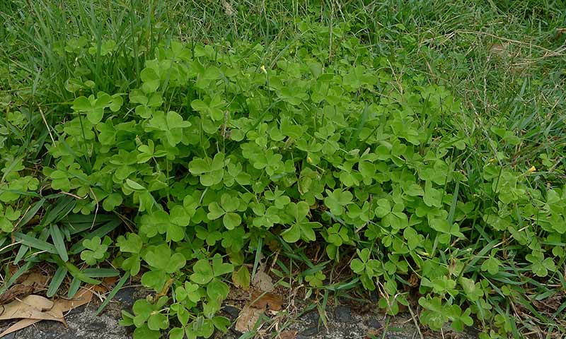oxalis-patch