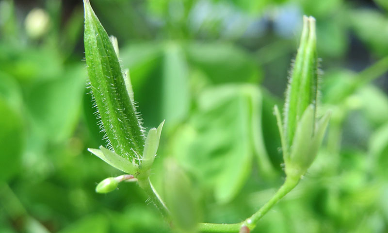 oxalis-seed-pods
