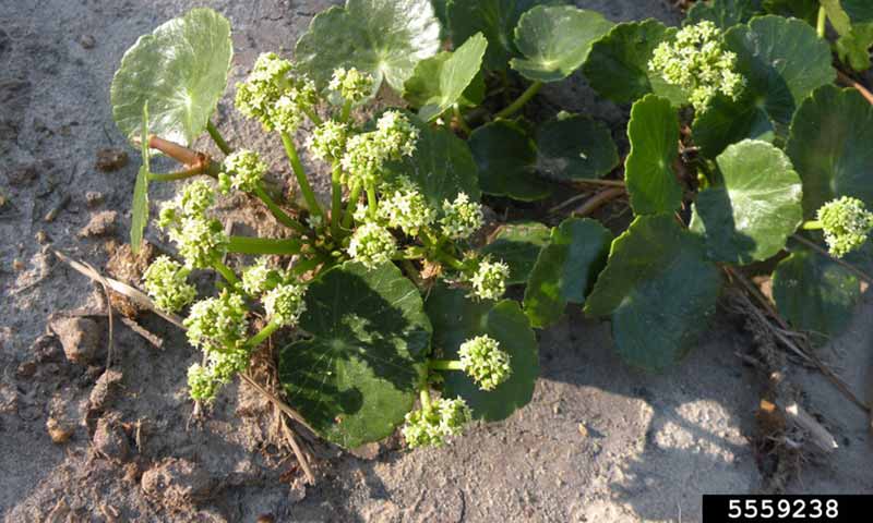 pennywort-flower-and-foliage
