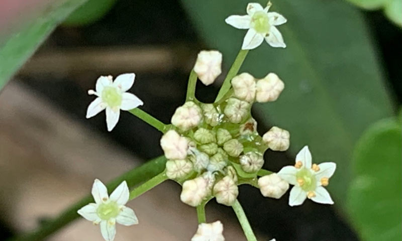 pennywort-flower